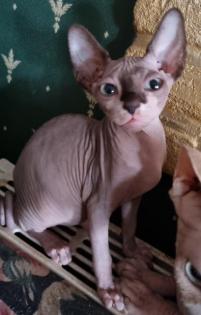 Canadian Sphynx Kitten Katzen Babies Katze und Kater Welpen