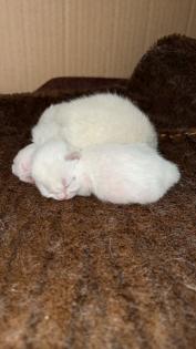 BKH Kitten Point 1 Männchen 1 Weibchen Eltern mit Stammbaum Ab Juli abzugeben
