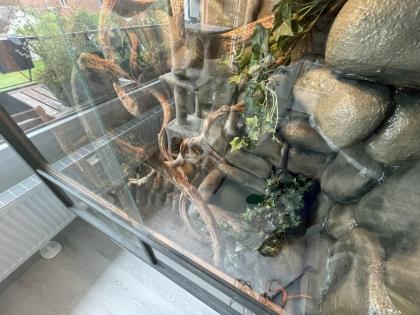 Albino Kornnatter Terrarium sowie Unterschrank und Zubehör