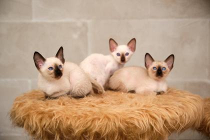 Siamkitten von unserer THAIMAHAL ENGEL in den Farben seal point und chocolate point