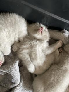 Bkh Kitten alle lilac