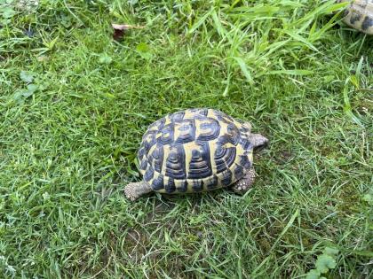 Zwei Eier legende griechische Landschildkröten abzugeben