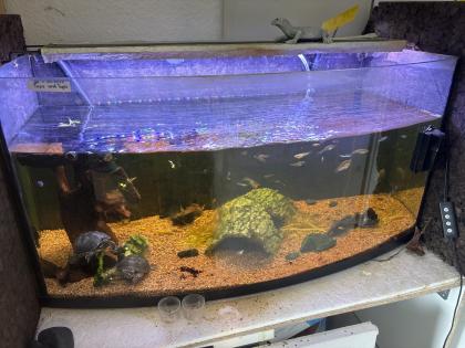 2 Moses Schildkröten mit einem 80 cm Aquarium