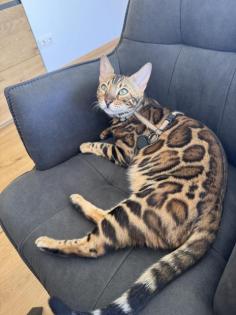 Reinrassige Bengal Mädchen