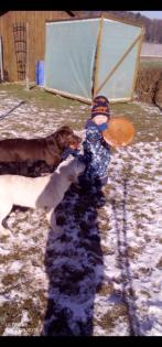 Verkaufe Labrador Hündin Liesel