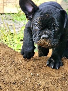 Französische Bulldoggen