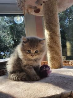 Edelmixkitten Katerchen