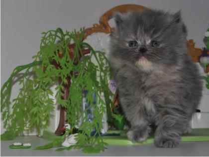 Reinrassige Perser Blau Crem Katze