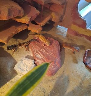 3 Leopardgeckos weiblich 5 5 Jahre alt