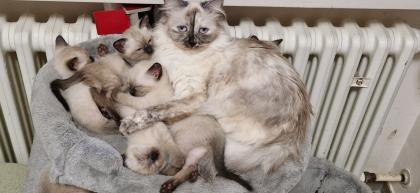 Kitten Süße Thai - Kitten alter Typ