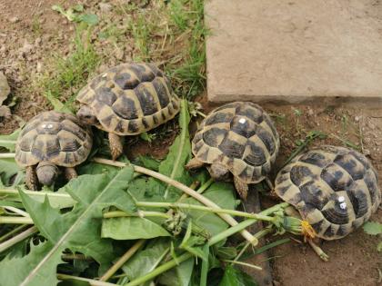 Testudo Hermanni Boettgeri Nachzuchten von 2014 und 2020 aus guter Freilandhaltung