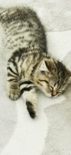 BKH Kitten männlich