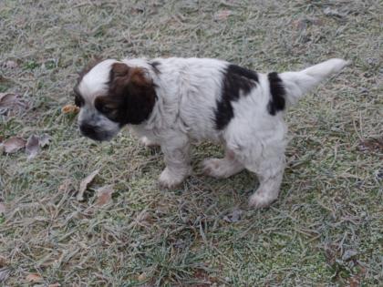 Cocker Spaniel Mixwelpe