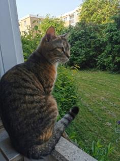 BKH MIX Katzen Schmuse Lady