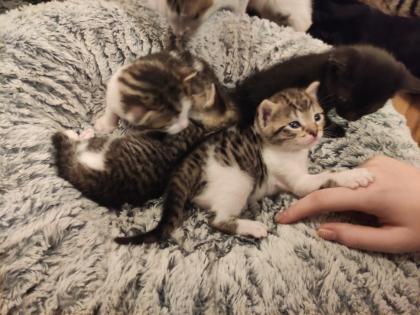 Kitten Kätzchen Babykatze Katzenbaby EKH