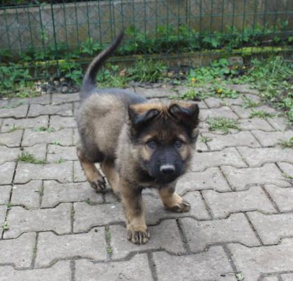Ork Rüde Welpe Altdeutscher Schäferhund DDR Linien