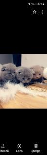 Britisch kurzhaar Kitten
