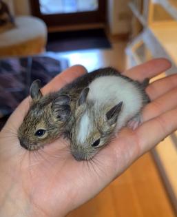 3 Brüder suchen noch ein Zuhause