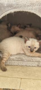 Kitten Süße Thai - Kitten alter Typ