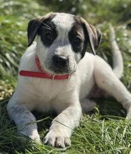 Cosy - ein Welpenmädchen zum Verlieben