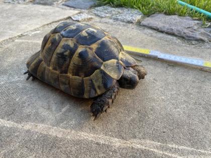 Verkaufe 2 griechische Landschildkröten männlich