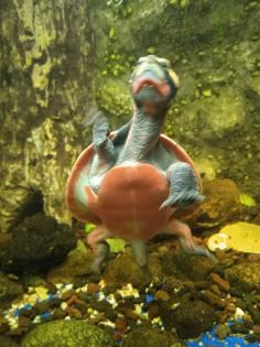 Emydura subglobosa Rotbauch-Spitzkopfschildkröten Wasserschildkröten