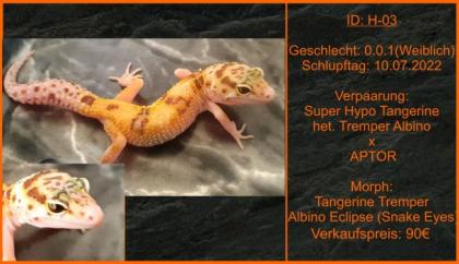 Leopardgeckos aus langjähriger Zucht