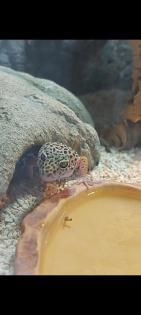 Leopardgecko Dame