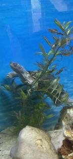 Mississippi Höckerschildkröte