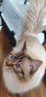Ragdoll/Heilige Birma Kitten
