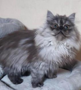 Traumhaftes Perser Mädchen SILBER BLAU