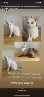 Katzenbabys Van Katze Main Coon Mischling