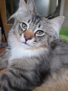 Ragdoll - Perser - Maine Coon Kater