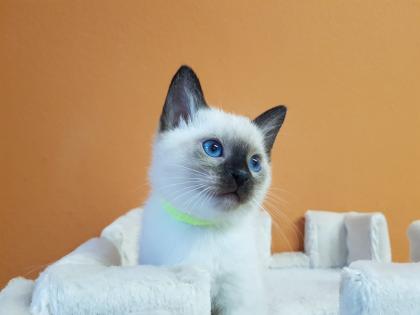 Thaikatze alte Art der Siam Kater Siamkater