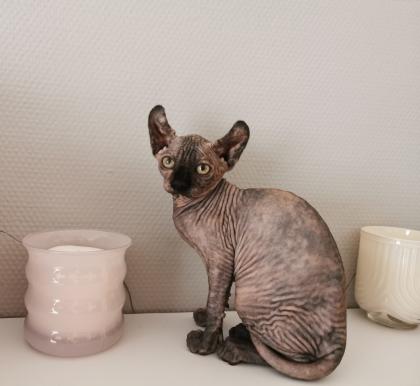 Sphynx Kätzchen zu verkaufen
