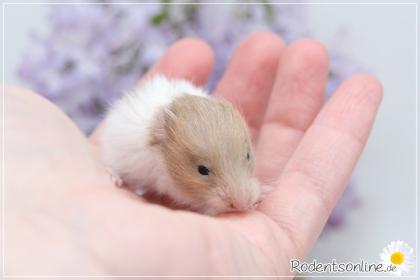 Zauberhafte zahme Goldhamster und Teddyhamster