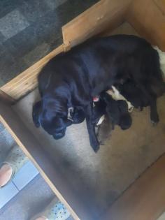 Süße Labrador Welpen zu verkaufen