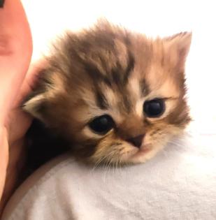 BKH und BLH Kitten suchen liebevolles Zuhause