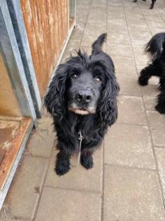 Beirut - Cocker Spaniel - lieb verträglich