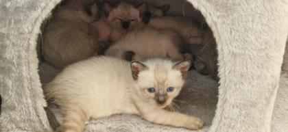 Kitten Süße Thai - Kitten alter Typ