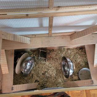 Degu Mädls mit Nagarium
