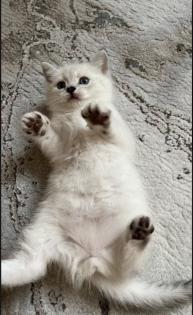 Abgabe bereite BKH blue point kitten