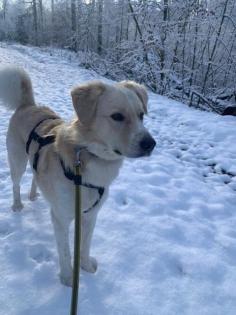 Snow - Schöner Bilderbuchhund