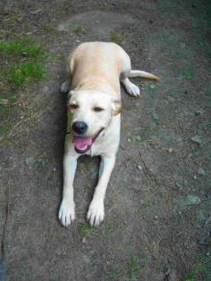 BLONDE LABRADOR JUNGHÜNDIN UMSTANDSH. ABZUGEBEN