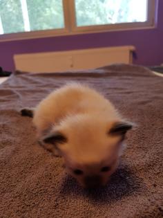 Reinrassige Siam Kitten Balinesisch