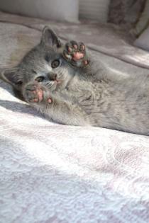 Wunderschöne BKH Kitten Farbe Blue Lilac