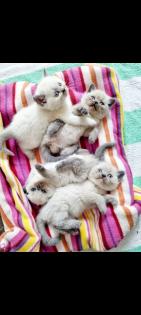 Wunderschöne Babykitten