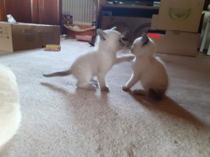 Supersüße Siamkitten sind bald abgabebereit