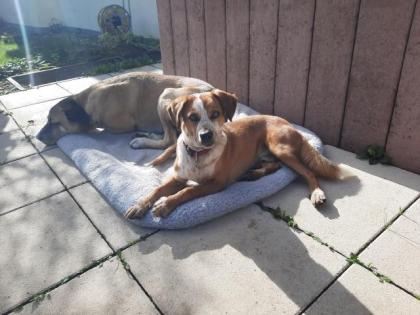 Felipe sucht ein Zuhause für immer