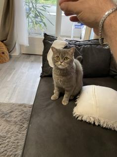 Katze britisch kurze Haare